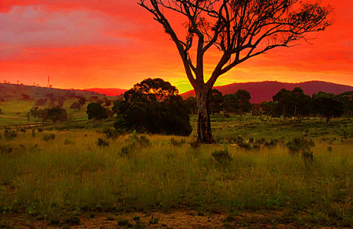 A silhouette tree stands amidst a paddock with the best sunset you have ever seen