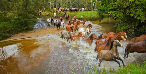A Jackaroo musters his horses as they thunder through a creek.