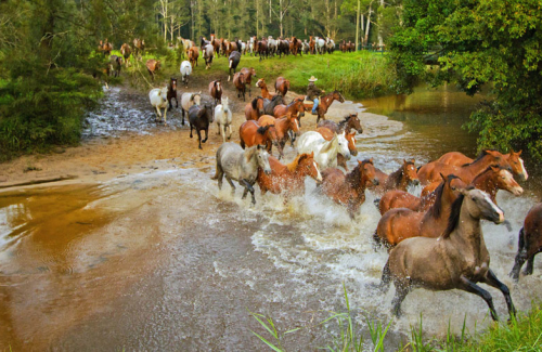 A Jackaroo musters his horses as they thunder through a creek.