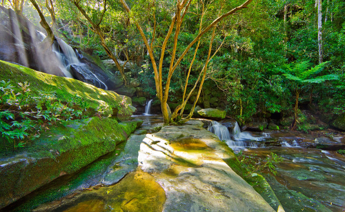 Lush green bushland in the NSW Central Coast is home to Somersby Falls, NSW, Australia