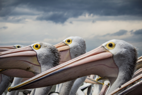 A group of pelicans stand erect and statue like.