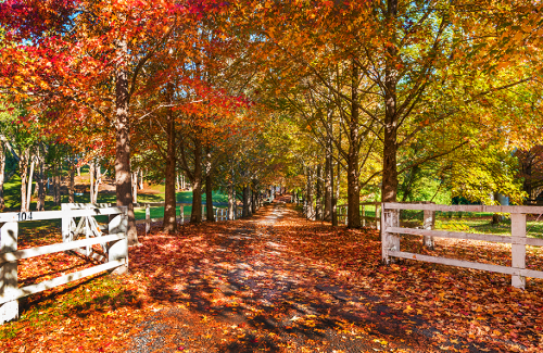 THe orange Autumn leaves lining a stunning driveway with a white picket fence
