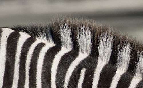 Zebra stripes, zebra mane