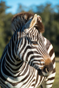 Zebra in vertical profile