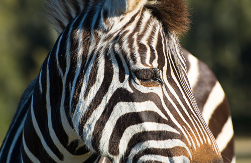 Zebra in vertical profile