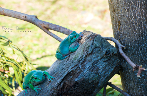 Green Tree frogs