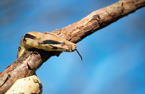 Snake, Python, Mogo Zoo
